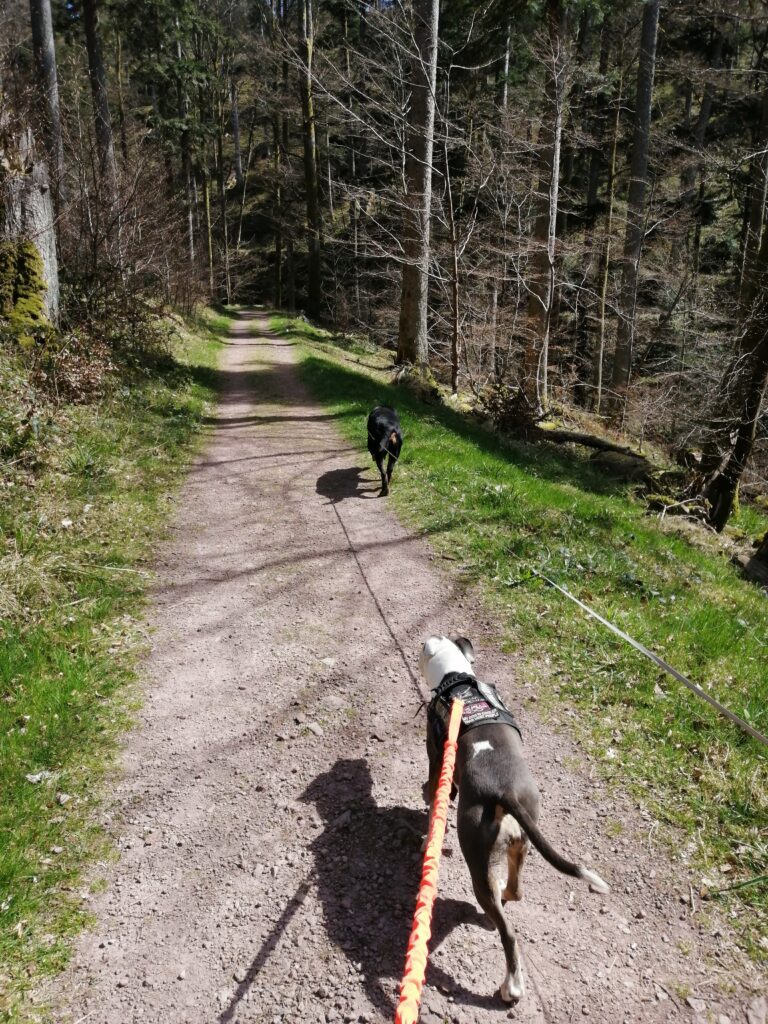 Cani-rando