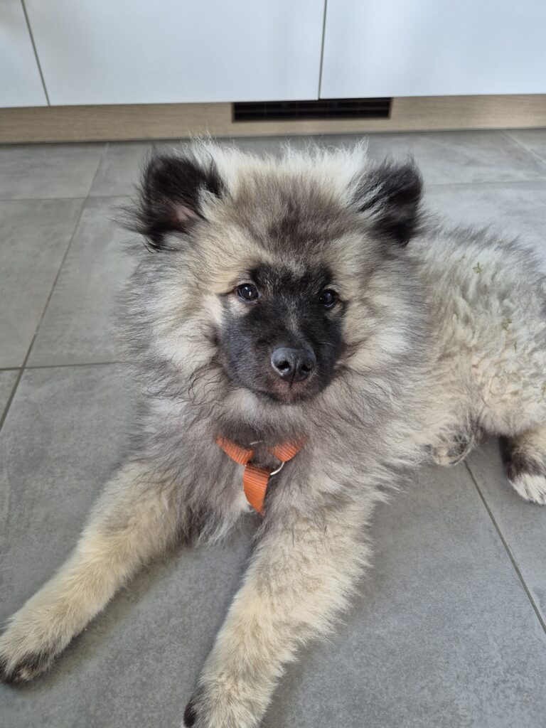 Forfait Chiot