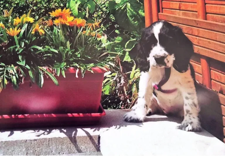 Célià, chiot cocker anglais noir et blanc, assise sur une terrasse