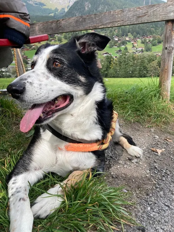 Isis, border collie noir et blanc, allongé dans l'herbe en montagne