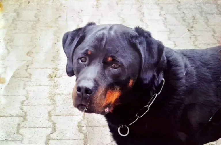 Portrait d'Offset, rottweiler