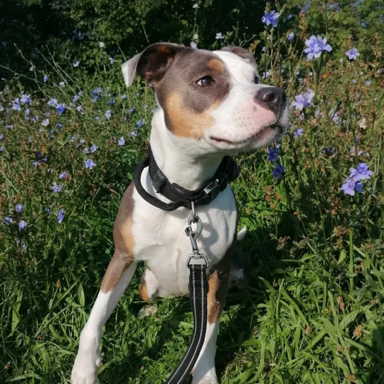 Raven, american staffordshire terrier, assise dans un champ de fleurs bleues