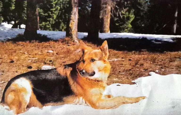 Voyou, berger allemand, couché dans la neige en forêt